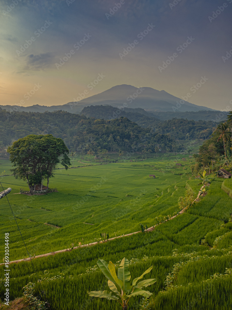 Fototapeta premium View rice field in the morning