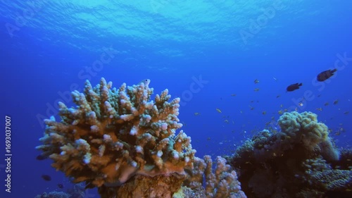 Wallpaper Mural Coral Garden Marine Life. Tropical underwater sea fish. Underwater fish reef marine. Underwater sea fish. Coral garden seascape. Reef coral scene. Torontodigital.ca