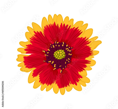 Stunning rudbeckia flower radiating warmth, perfect for summer designs, botanical prints, or adding a vibrant touch to any project, originally a scalable vector