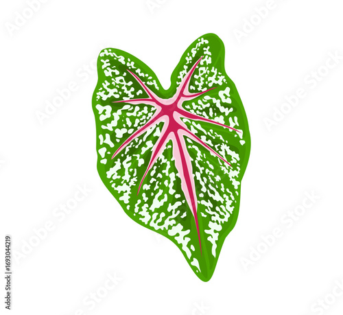 Exotic caladium leaf with vibrant red veins and green pattern, perfect for tropical designs and botanical illustrations, adding a touch of nature's artistry