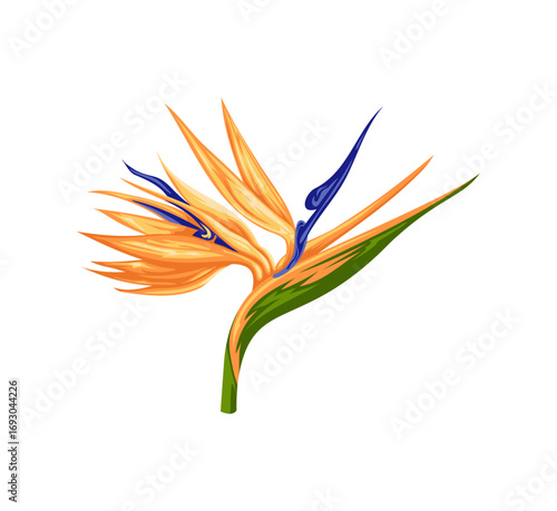 Exotic bird of paradise flower with vibrant orange and blue petals, perfect for tropical designs and elegant floral arrangements with vector precision.