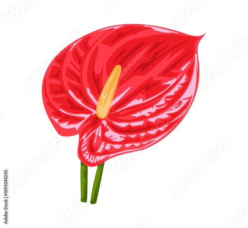 Stunning red anthurium flower with vibrant color, perfect for elegant designs and tropical themes, a symbol of beauty and exotic allure for your next project