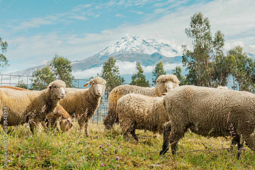 Fototapeta premium Corderos recién nacidos en una granja de Otavalo, Ecuador.