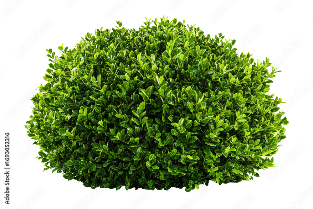 Obraz premium A vibrant green ornamental shrub isolated on a white background.