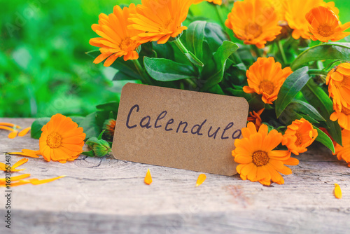 medicinal plant calendula homeopathy. Selective focus.