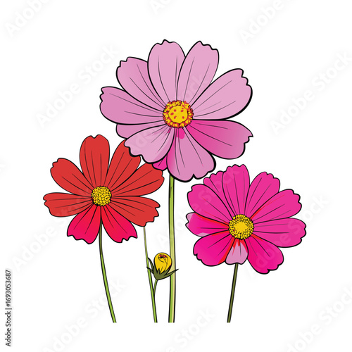 Vibrant cosmos flowers on a clean white background for banners and advertisements