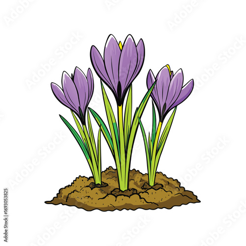 Delicate crocus flowers blooming in spring on a clean white background