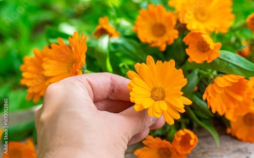 medicinal plant calendula homeopathy. Selective focus.
