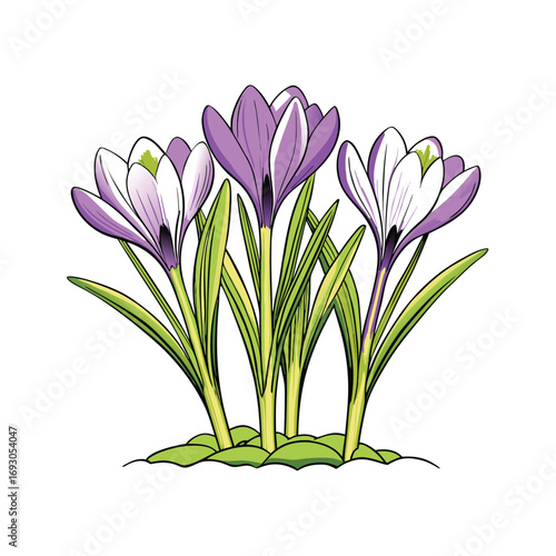 Vibrant crocus flowers blooming in early spring on a clean white background