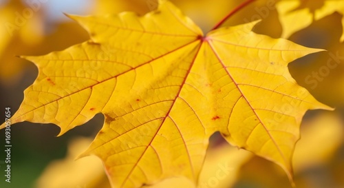 Wallpaper Mural yellow maple leaves Torontodigital.ca