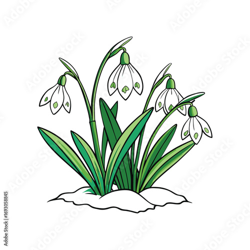 Elegant snowdrop flowers emerging from winter snow a delicate floral design