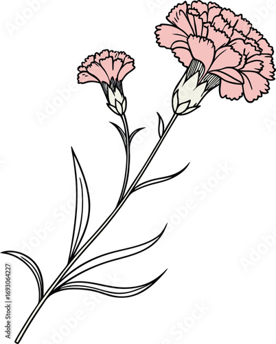 Elegant carnation flower line art illustration in black and white