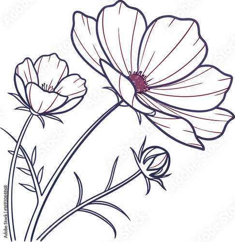 Clean line art illustration of a cosmos flower with minimalist style