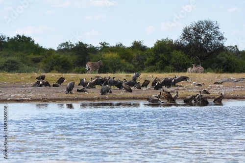 Geier am Wasserloch Klein-Namutoni im Etoscha Nationalpark