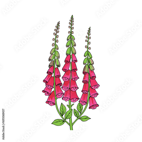 Illustrative depiction of foxglove flower stalks with prominent bell shaped blooms