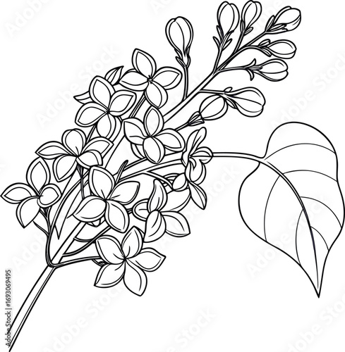 Elegant lilac flower cluster line drawing with delicate floral outline art