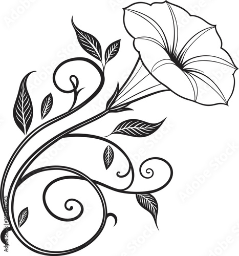 Elegant black line art illustration of a blooming morning glory flower