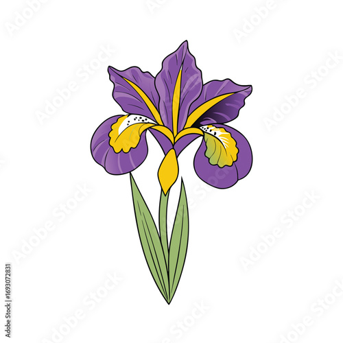 Elegant iris flower illustration in purple and yellow hues on white background