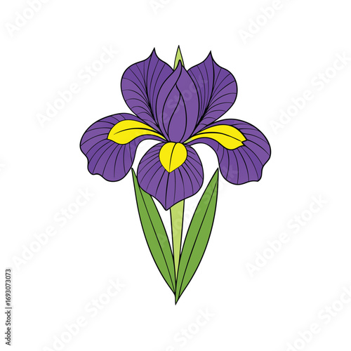 Elegant iris flower illustration in rich purple and yellow hues