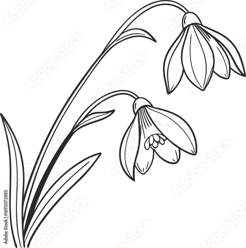 Delicate minimal black and white snowdrop flower line art illustration