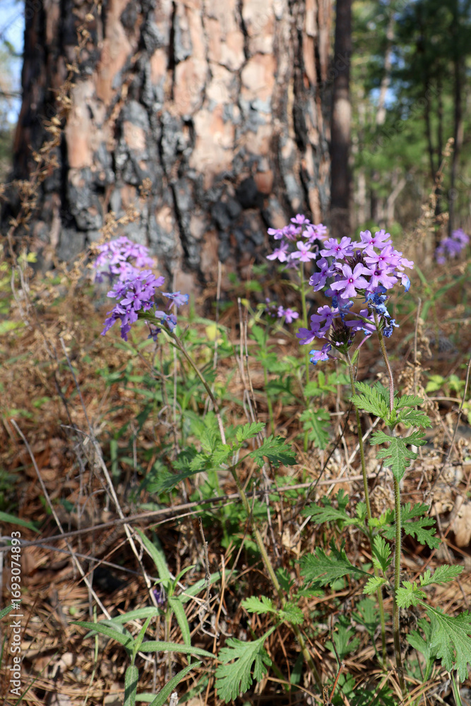 Obraz premium Rose Verbena wildflower in a pine forest