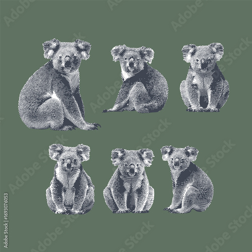 Photography Koala, koala vector, koala illustration, line drawing on green background