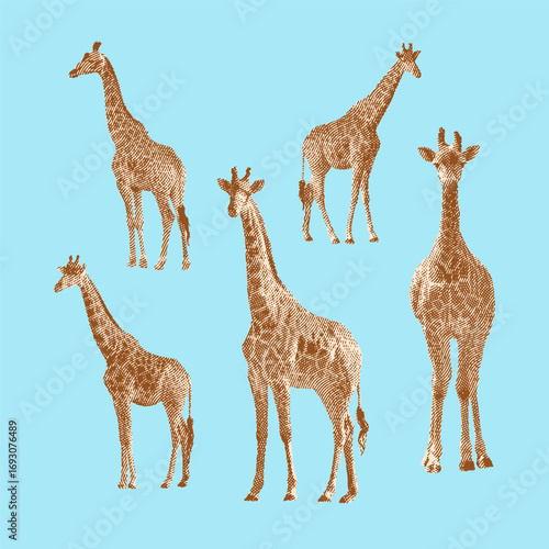 Giraffe, giraffe vector, giraffe illustration, line drawing on light blue background.