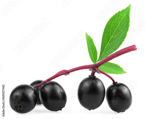 Ripe black elderberry with green leaves isolated on a white background. Sambucus branch. European black elder plant.