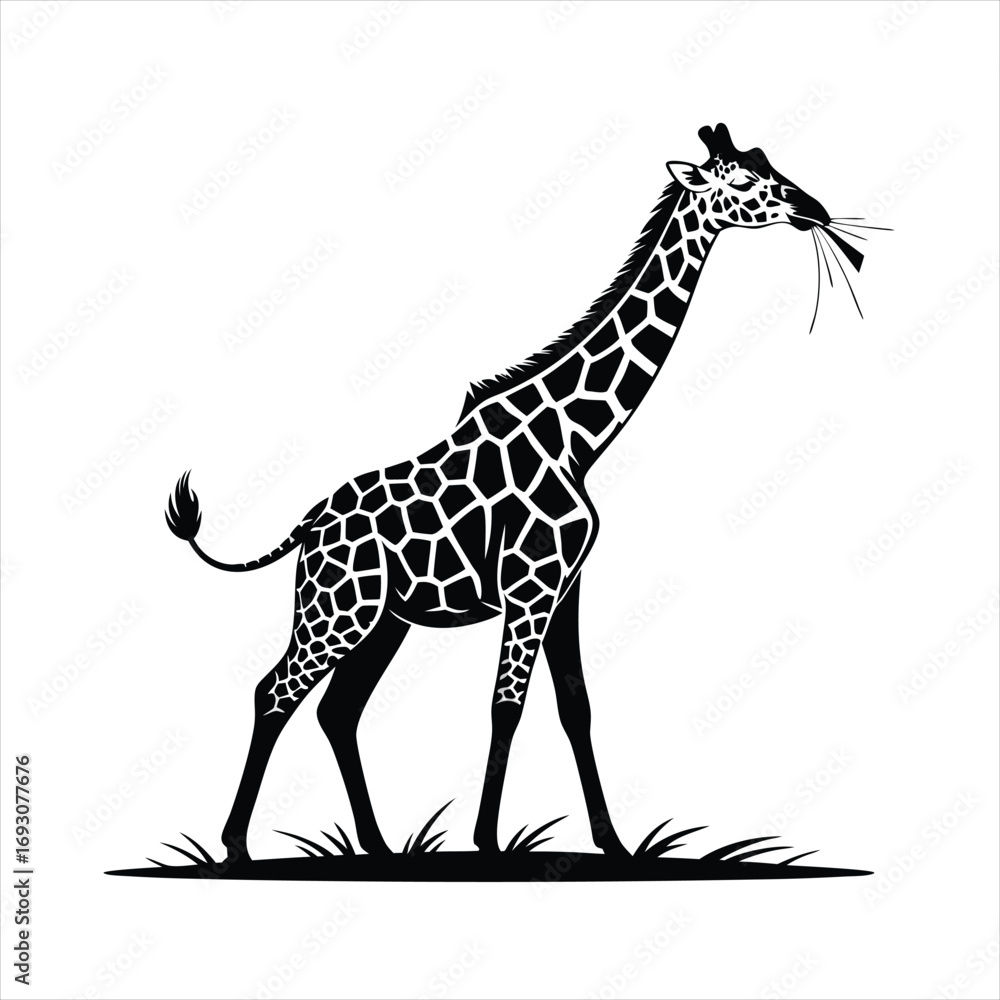 Naklejka premium Elegant Silhouette of a Tall Giraffe Standing Gracefully in a Field of Grass with Leaves in its Mouth Against a White Background