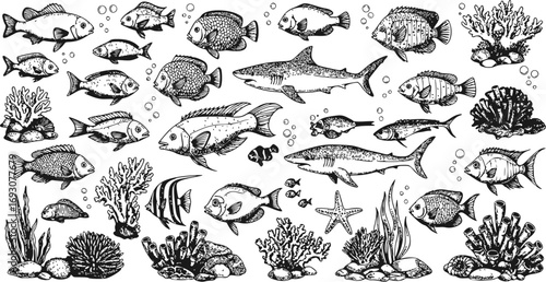 Set of Fish on White Background. Large Vector Collection of Underwater Marine Elements and Ocean Creation Kit