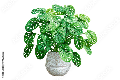 Lush green Monstera adansonii plant in a rustic grey pot.