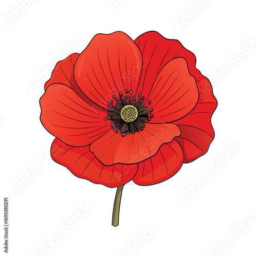Detailed poppy flower petal texture pattern on white background