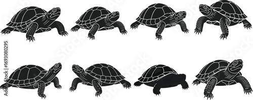 turtle silhouettes, realistic reptile vector illustration, wildlife animal artwork, black tortoise design collection, nature graphic clipart