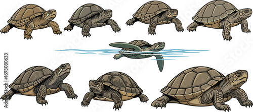 turtle illustrations, realistic reptile vector artwork, swimming tortoise design, wildlife animal collection, detailed nature graphic clipart