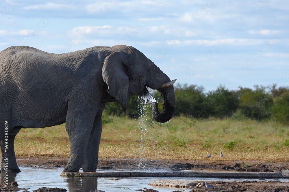 Obraz premium Afrikanischer Elefant (loxodonta africana) am Wasserloch Tsumcor im Etoscha Nationalpark in Namibia. 