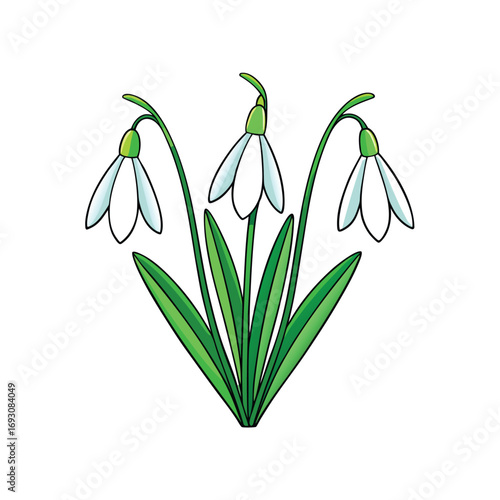Delicate snowdrop flowers with green accents on a clean white background