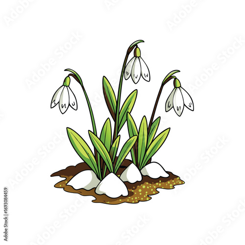 Delicate white snowdrop flowers emerging from a pristine snowy landscape
