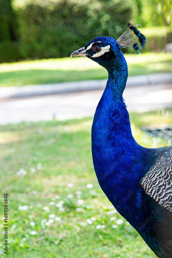 Naklejka premium Portrait of a peacock, bird head