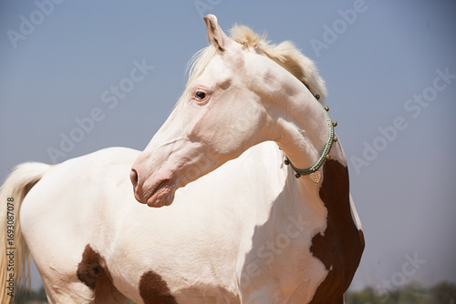 portrait of a white marwari horse