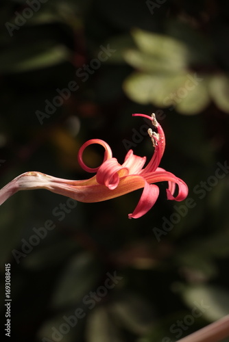 pink flamingo flower