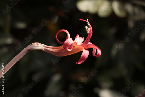 bird of paradise