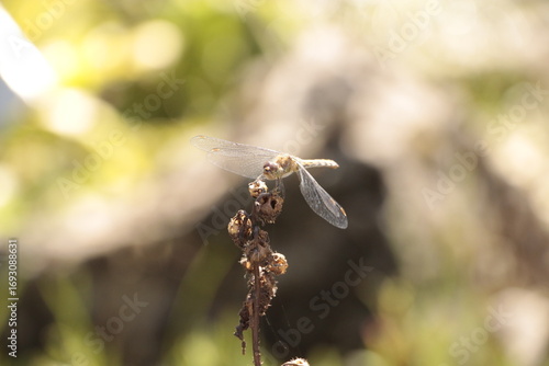 ant on a leaf