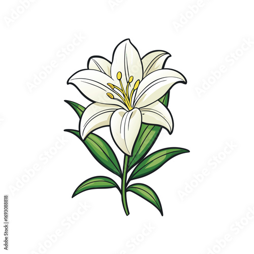 Elegant white lily flower with buds and leaves botanical illustration