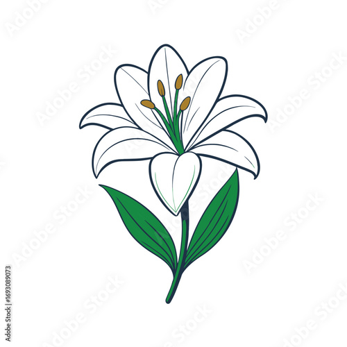 Elegant white lily flower with developing green buds on a clean white background