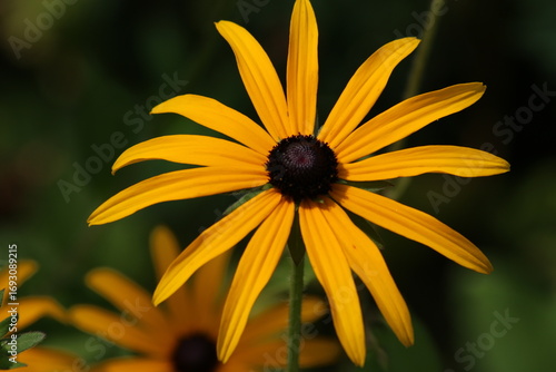 yellow flower on a green background