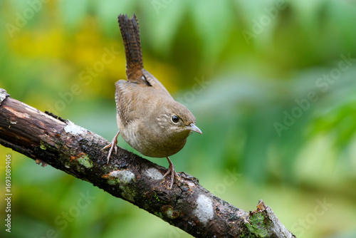 House Wren