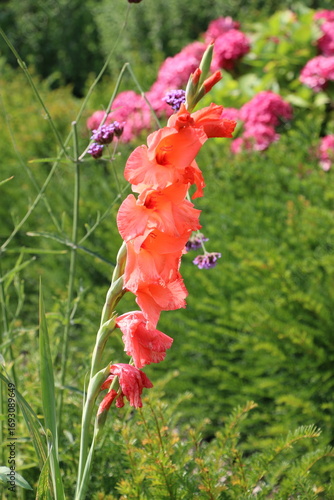 butterfly on a flower