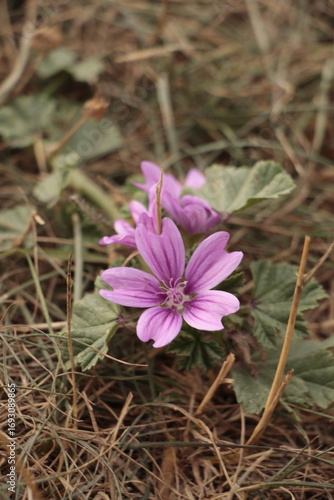 purple crocus flower