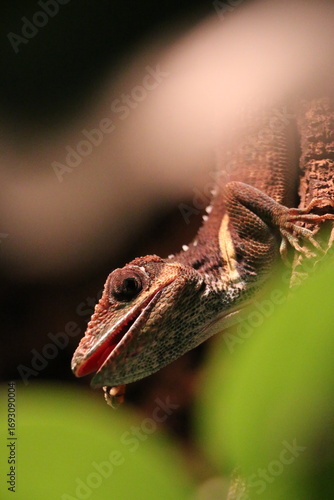 lizard hunting