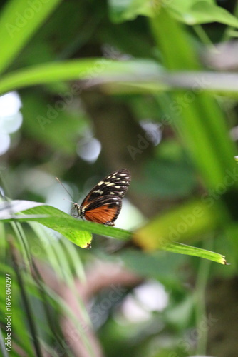 butterfly on leaf